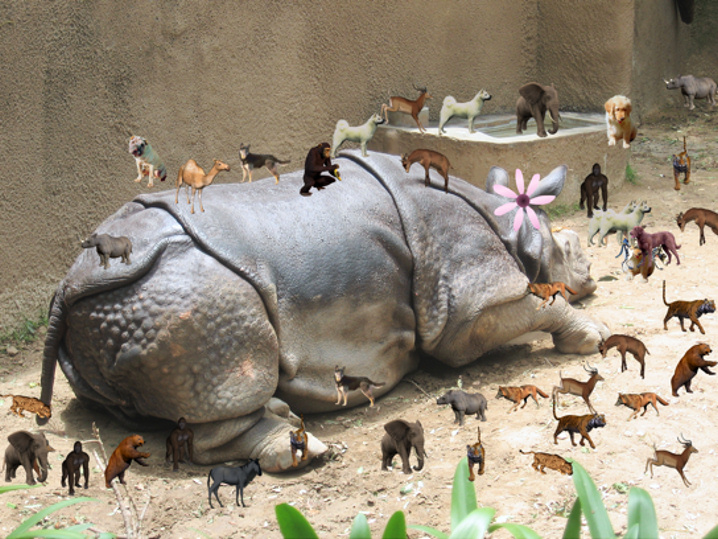 rhino dreams